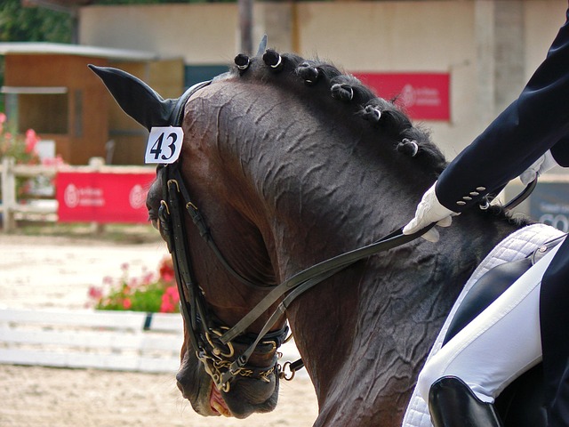 Invitez vos clients au Jumping de Bordeaux